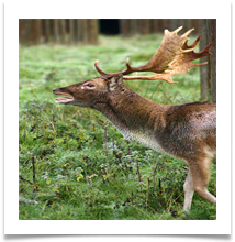 Dunham 2 - Rutting Stag 1 - Chris Beesley
